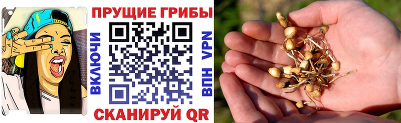 купить наркотики цена Дорогобуж Псилоцибиновые грибы мухоморы